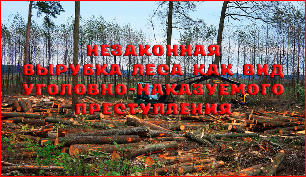 Охрана леса от вырубки. Ответственность за рубку леса. Незаконная вырубка лесов. Незаконная рубка леса. Ответственность за незаконную рубку лесных насаждений.